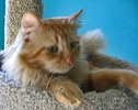 A picture of #NS03818: Ned a Domestic Long Hair orange tabby