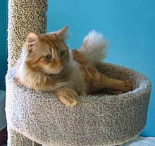 [another picture of Ned, a Domestic Long Hair orange tabby\ cat] 