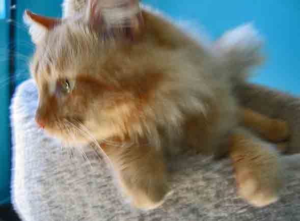 [picture of Ned, a Domestic Long Hair orange tabby cat]