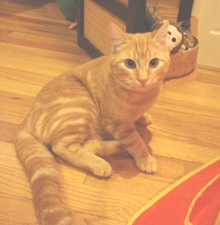 [another picture of Max, a Domestic Short Hair orange tabby\ cat] 