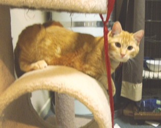 [picture of Max, a Domestic Short Hair orange tabby cat]