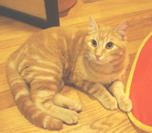[picture of Max, a Domestic Short Hair orange tabby\ cat] 