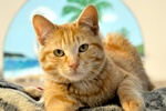 A picture of #NS03820: Oliver a Domestic Short Hair orange tabby