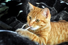[another picture of Oliver, a Domestic Short Hair orange tabby\ cat] 