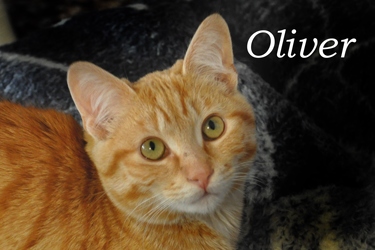 [picture of Oliver, a Domestic Short Hair orange tabby cat]