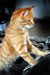 [picture of Oliver, a Domestic Short Hair orange tabby cat]