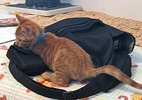 A picture of #NS03821: Buster a Domestic Short Hair orange tabby