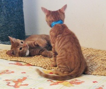 [another picture of Buster, a Domestic Short Hair orange tabby\ cat] 