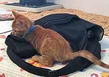 [picture of Buster, a Domestic Short Hair orange tabby\ cat] 