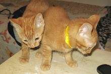 [another picture of Billy, a Domestic Short Hair orange tabby\ cat] 