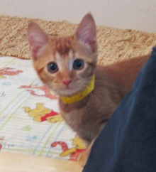 [picture of Billy, a Domestic Short Hair orange tabby\ cat] 