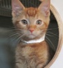 A picture of #NS03823: Bobby a Domestic Short Hair orange tabby
