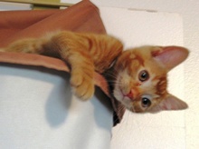 [another picture of Bobby, a Domestic Short Hair orange tabby\ cat] 