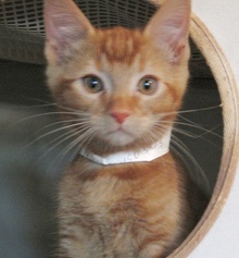 [picture of Bobby, a Domestic Short Hair orange tabby\ cat] 