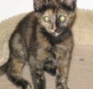 A picture of #NS03824: Brandi a Domestic Short Hair tortoiseshell