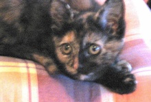 [another picture of Brandi, a Domestic Short Hair tortoiseshell\ cat] 