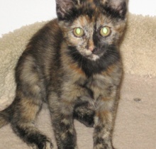 [picture of Brandi, a Domestic Short Hair tortoiseshell\ cat] 