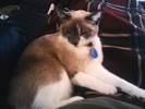 A picture of #NS03825: Coco Chanel a Ragdoll-x tan