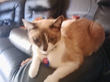 [another picture of Coco Chanel, a Ragdoll-x tan\ cat] 