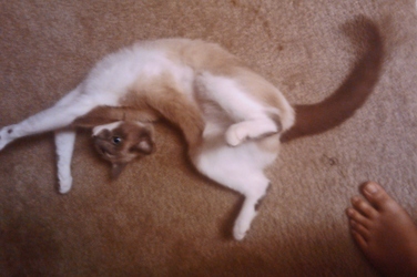 [picture of Coco Chanel, a Ragdoll-x tan cat]