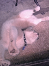 [picture of Coco Chanel, a Ragdoll-x tan cat]