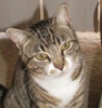 A picture of #NS03826: Mitzi a Domestic Short Hair tabby/white