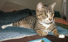 [another picture of Mitzi, a Domestic Short Hair tabby/white\ cat] 