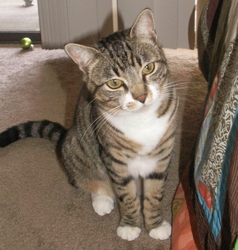 [picture of Mitzi, a Domestic Short Hair tabby/white cat]