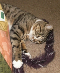 [picture of Mitzi, a Domestic Short Hair tabby/white cat]
