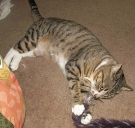 [picture of Mitzi, a Domestic Short Hair tabby/white cat]