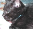 A picture of #NS03827: Eddie a Domestic Short Hair black