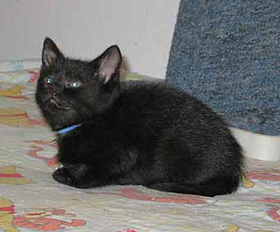 [another picture of Eddie, a Domestic Short Hair black\ cat] 