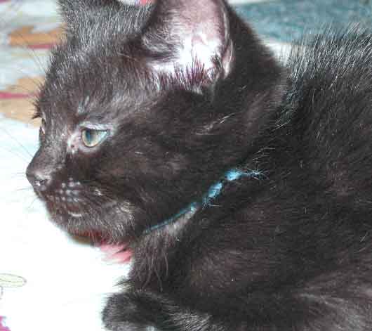 [picture of Eddie, a Domestic Short Hair black\ cat] 