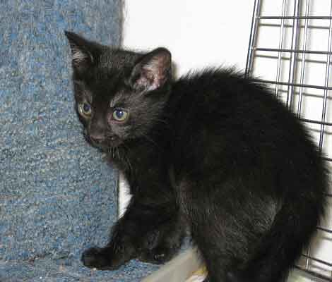 [another picture of Eli, a Domestic Short Hair black\ cat] 