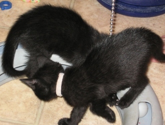 [picture of Eli, a Domestic Short Hair black cat]