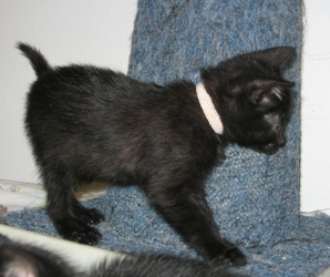 [picture of Eli, a Domestic Short Hair black cat]