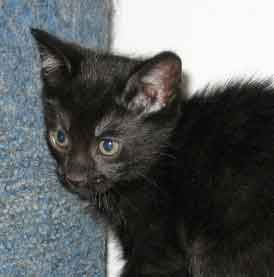 A picture of #NS03828: Eli a Domestic Short Hair black