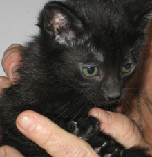 A picture of #NS03829: Ellie a Domestic Short Hair black