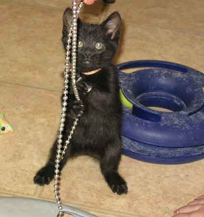 [another picture of Ellie, a Domestic Short Hair black\ cat] 
