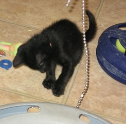 [picture of Ellie, a Domestic Short Hair black cat]
