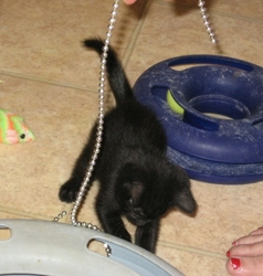 [picture of Ellie, a Domestic Short Hair black cat]