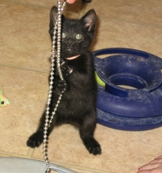 [picture of Ellie, a Domestic Short Hair black cat]