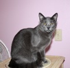A picture of #NS03830: Butters FKA Skids a Domestic Short Hair gray