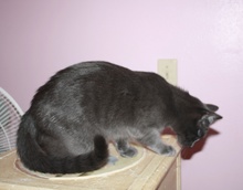 [another picture of Butters FKA Skids, a Domestic Short Hair gray\ cat] 