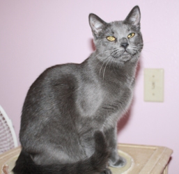 [picture of Butters FKA Skids, a Domestic Short Hair gray cat]