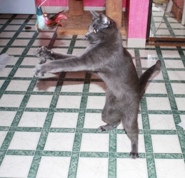 [picture of Butters FKA Skids, a Domestic Short Hair gray cat]