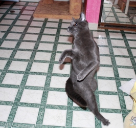 [picture of Butters FKA Skids, a Domestic Short Hair gray cat]