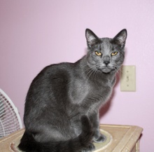 [picture of Butters FKA Skids, a Domestic Short Hair gray\ cat] 