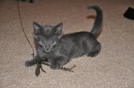 [picture of Blue Boy, a Domestic Short Hair gray\ cat] 