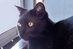 A picture of #NS03832: Bubbles FKA B.p. a Domestic Short Hair black